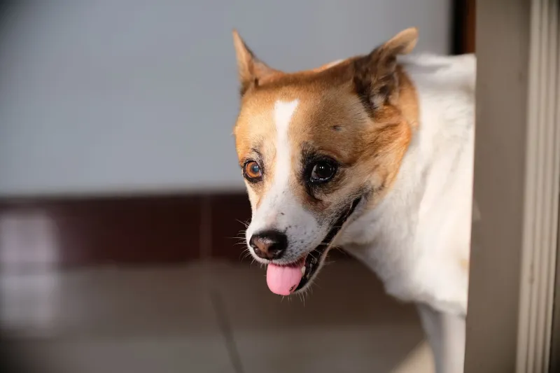 Does Your Dog Actually Remember That? The Truth About Canine Memory (And the Guilt Trips We Give Ourselves)
