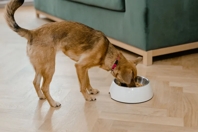 When Your Dog's Eating Habits Change, Your Dog Is Trying to Tell You Something