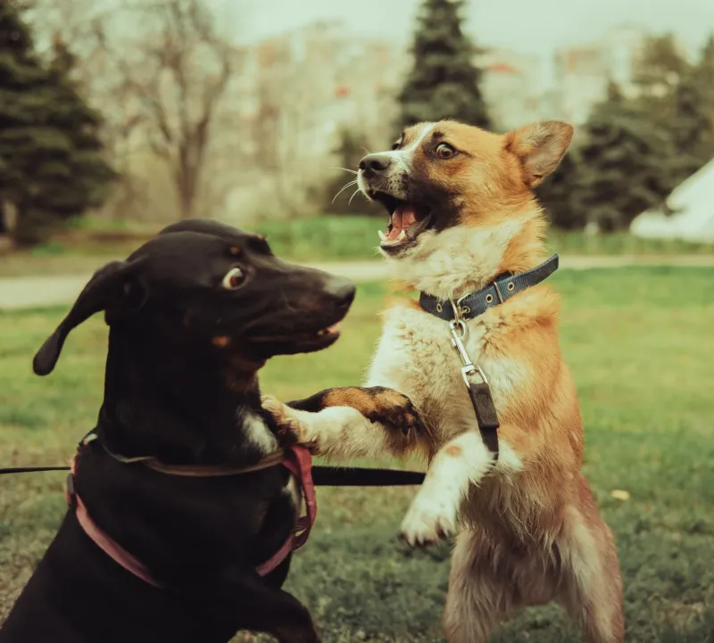 Is the Dog Park Actually Doing More Harm Than Good? Here's What Trainers and Vets Want You to Know
