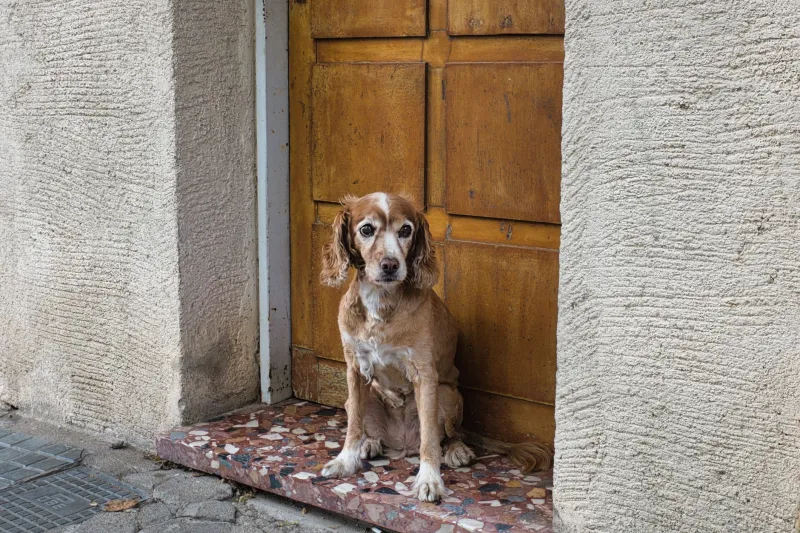 My Dog Loses It When I Leave — But Is It Actually Separation Anxiety?