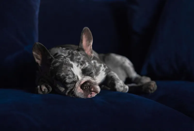 The Secret Language of Dog Naps: What Your Pup's Sleeping Position Is Really Telling You