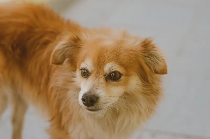 That Wagging Tail Isn't Always a Happy One — What Your Dog Is Really Saying
