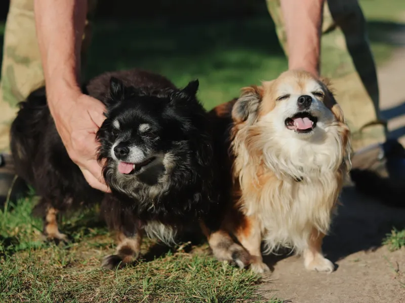 You Got a Second Dog and Now You Feel Like a Terrible Pet Parent — Let's Talk About That