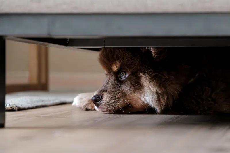 It's Not the Thunder: The Hidden Anxiety Triggers Most Dog Owners Never See Coming