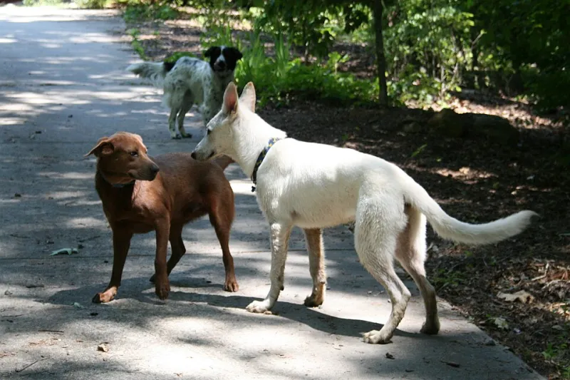 Two Dogs, One Household: How to Introduce a New Pup Without Turning Your Home Into a Battleground