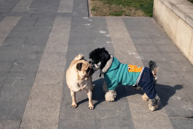 Not Every Dog Needs a Best Friend — Reading the Signs Your Pup Is Done Socializing