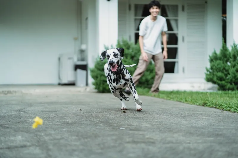 Raising a Happy Dog Without Draining Your Bank Account