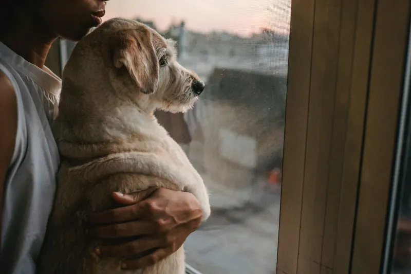 Your Rescue Dog Lied to You (Kind Of) — Here's Why the Shelter Bio Wasn't the Whole Story