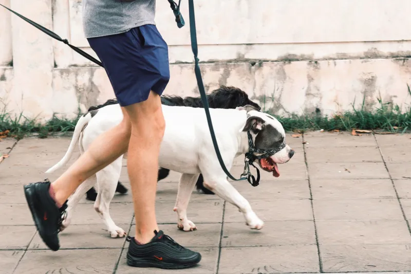 Snap, Tangle, or Hold Tight? Choosing the Right Leash Before Your Dog Pays the Price