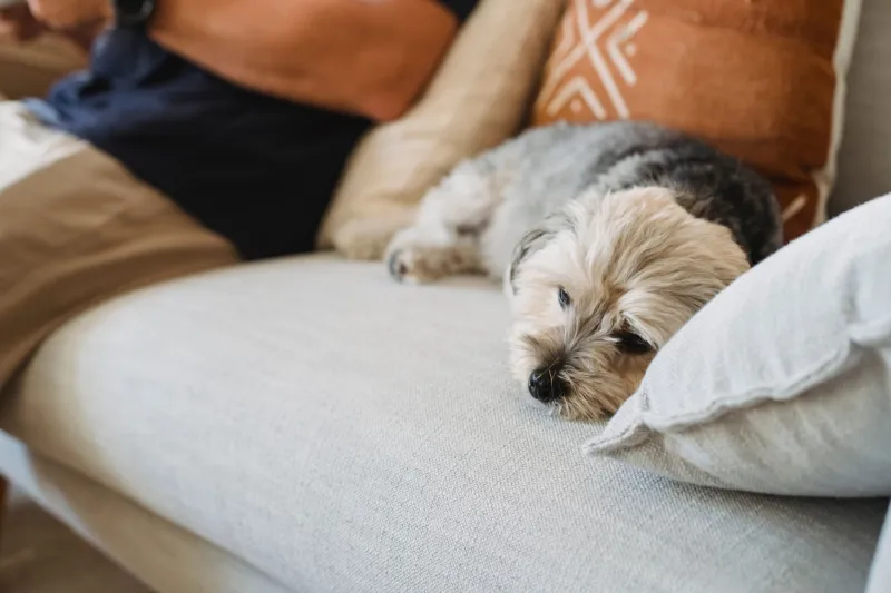 Gray Muzzle, Full Heart: A Practical Guide to Giving Your Senior Dog the Life They Deserve