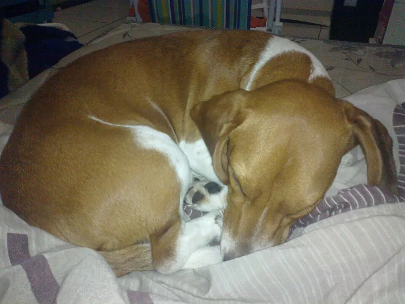 To Share or Not to Share: The Honest Truth About Letting Your Dog Sleep in Your Bed