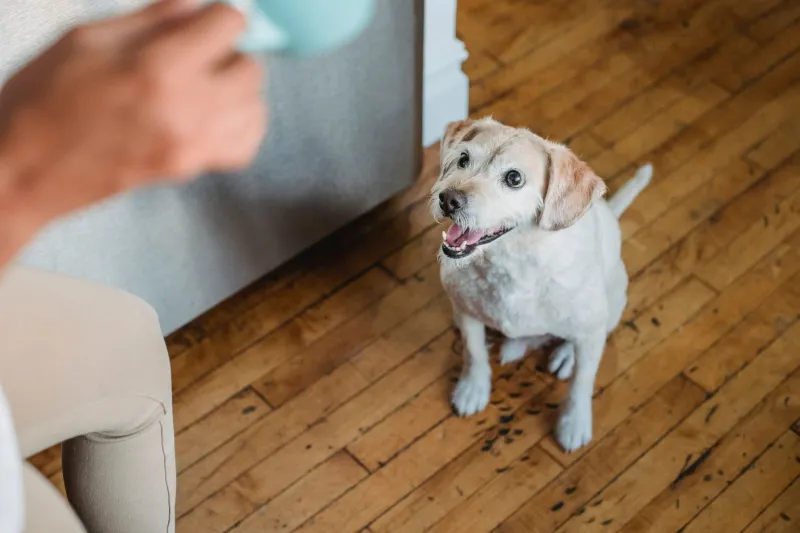 Your Dog Doesn't Want a Best Friend — And That's Completely Fine
