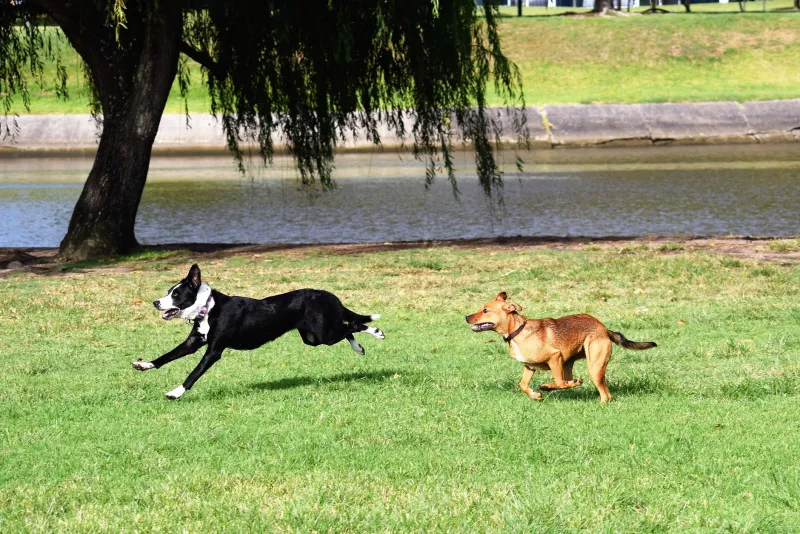 Stop Blaming the Breed: What Your Dog's Behavior Is Actually About