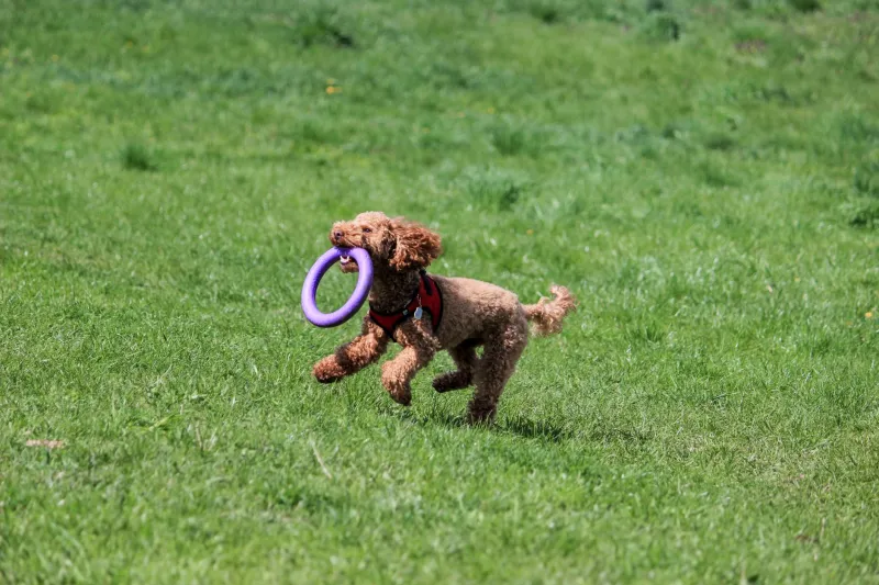 What Your Dog's Go-To Toy Is Actually Telling You About Who They Are