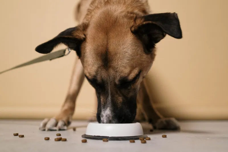 What Your Dog's Food Quirks Are Actually Trying to Tell You