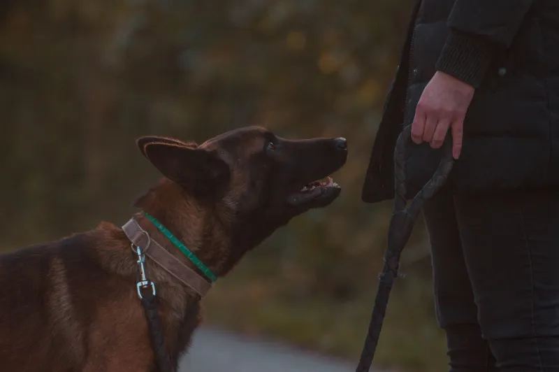 What Your Dog's Leash Behavior Is Really Saying (And How to Help Them Feel Better on Walks)