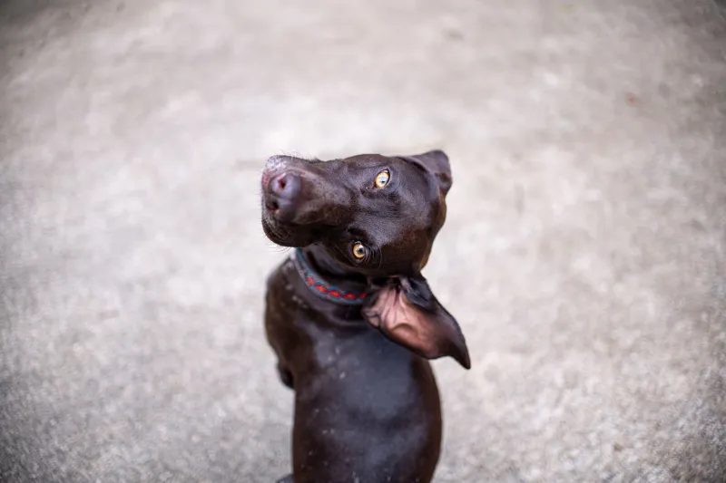 Those Big Eyes Aren't Just Cute — Here's What Your Dog's Stare Is Actually Saying