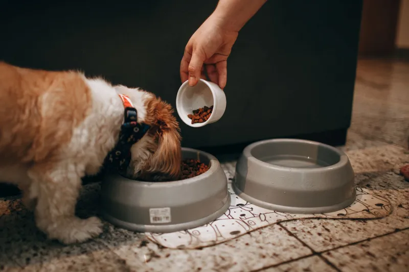 What's Really in Your Dog's Bowl? A No-Nonsense Guide to Cutting Through the Pet Food Noise