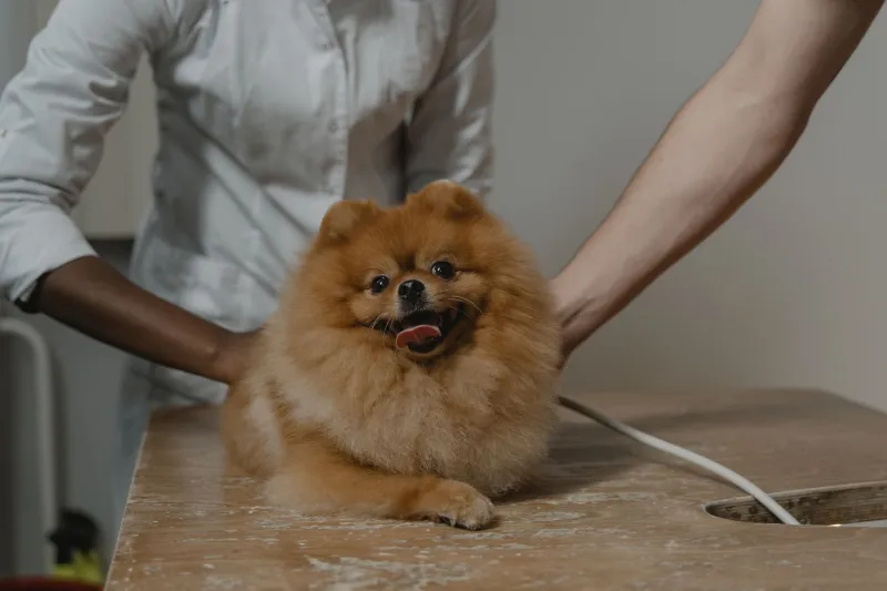 Where to Spend, Where to Skip: A Real Talk Guide to Dog Health Costs That Actually Matter