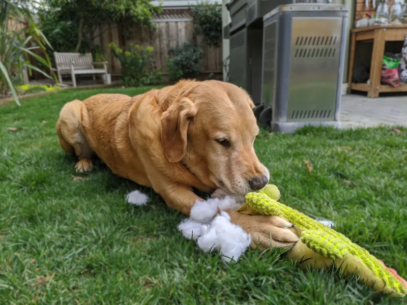 Shredded, Flipped, and Chewed Apart: What Your Dog Is Really Telling You Through Bed Destruction