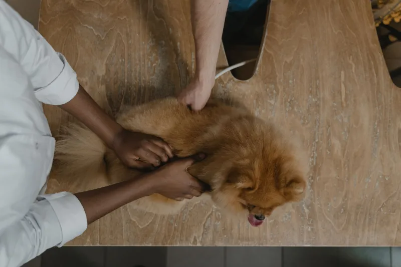 Why Your Chill Dog Falls Apart at the Vet (And How to Actually Fix It)