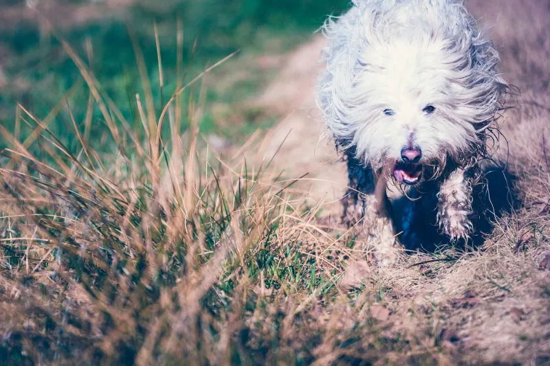 Why Does My Dog Suddenly Go Crazy at Night? The Zoomies Explained